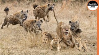 A Mother Lioness Can GIVE UP Her Cubs For Dinner ?