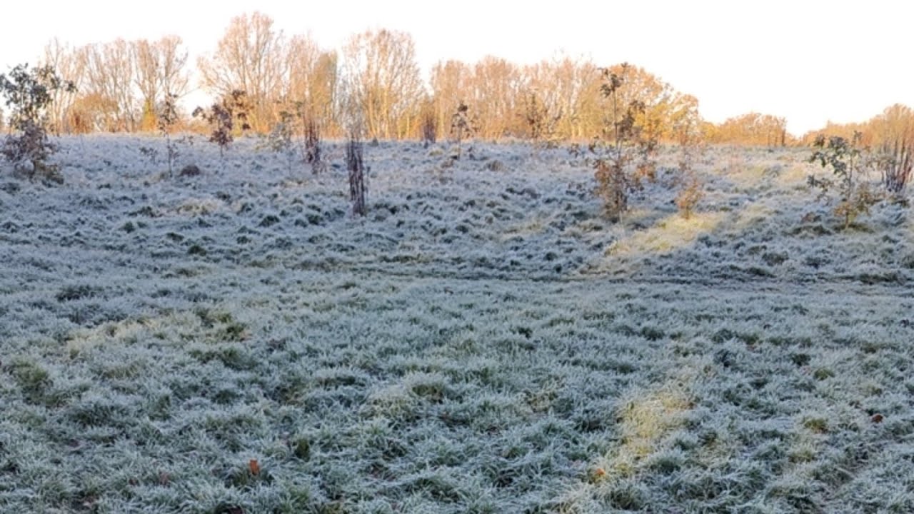 frosty morning 🥶#live - YouTube