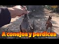 Jornada de Caza Menor: Perdiz Salvaje y Conejo con Perros Podencos | Caza en Estado Puro
