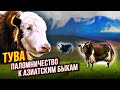 Тува. Паломничество к азиатским быкам. Про животных и людей