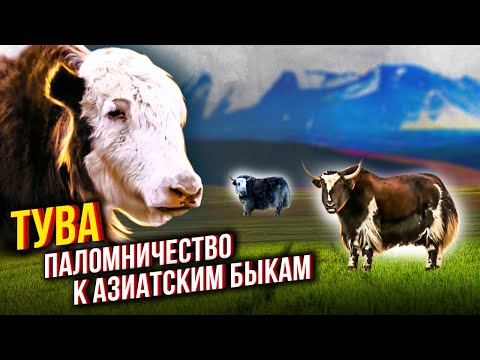 Тува. Паломничество к азиатским быкам. Про животных и людей