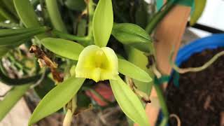 Pollinating Vanilla planifolia by hand