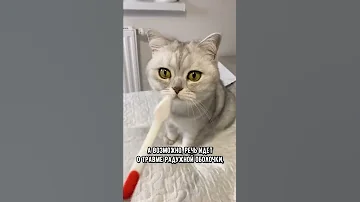 Могут ли кошки плакать #коты #кот #shorts