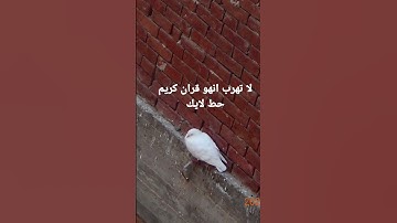 #إسلام_صبحي #تلاوة_هادئة #خواتيم_سورة_المؤمنون #قرآن_كريم #quran #اسلام_صبحي #explore #سورة_المؤمنون