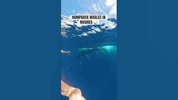 Thumbnail of #humpbackwhale #moorea #tahiti #frenchpolynesia #youtubeshorts #diving #ytshorts #shortsfeed #ocean