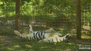 Content. Jasmine tiger at Big Cat Rescue.