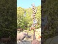 The famous "Trapped Safari" scene at Tokyo Disneyland's Jungle Cruise: Wildlife Expeditions