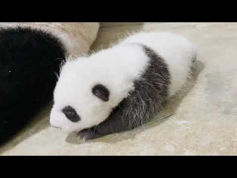 At two to three months old, the giant panda cub should be taking his first steps.