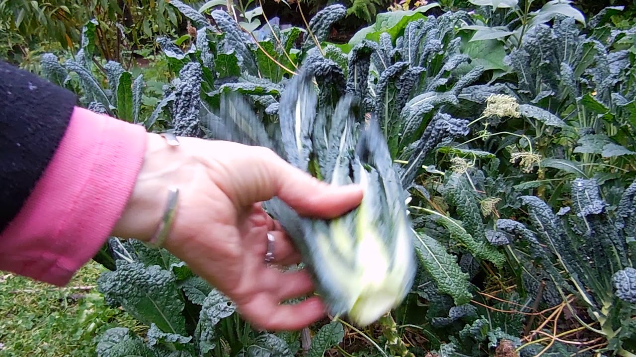 Growing and Harvesting Kale. 