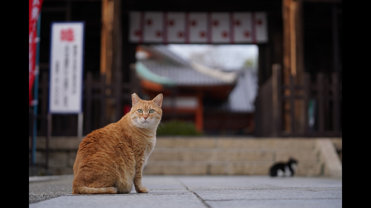 ねこ【プロフ必読】【返信遅れます】 　no2 ねこにとろけた休日 - YouTube