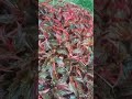 Begonia - The Genus of Perennial Flowering Plants #begonia #gardening #summerplants #naturelovers