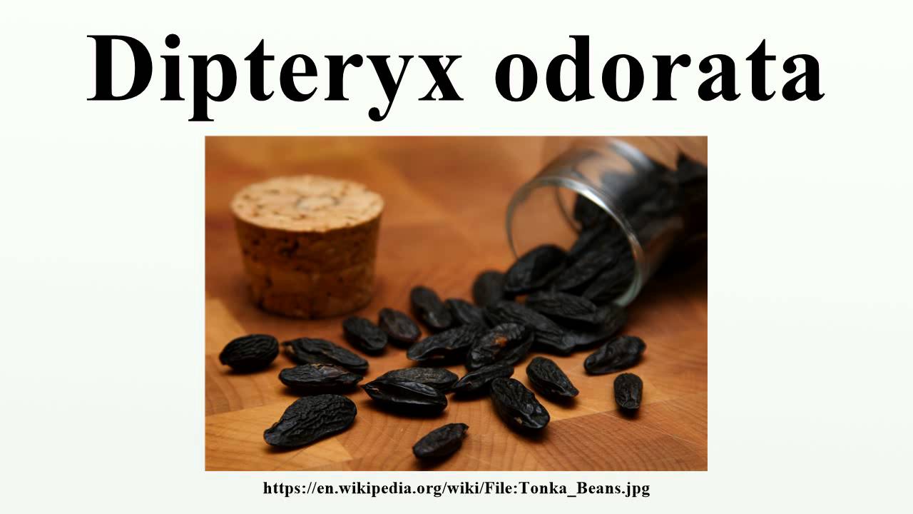 Tonka bean alcoholate (Dipterix Odorata) : properties and use