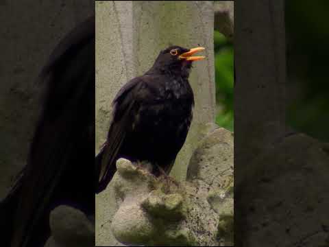 New Species Among Us