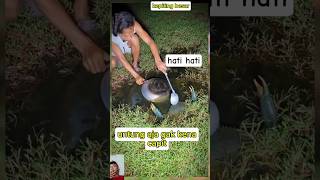 untung aja gk kena capit menemukan sarang kepiting bakau besar #mancing #fishing #shorts #fish