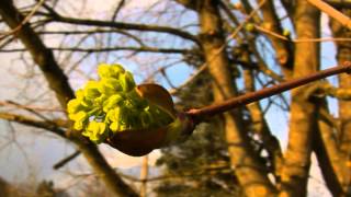 Test Canon HG21 Full HD 2014 +1080p