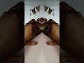 Lot's of Chocolate Musti Time #shorts #shortsfeed #viral
