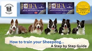 How To Train A Sheepdog  A Step by Step Guide with the Sheepdog School.