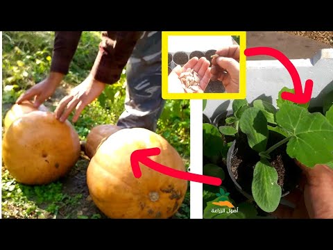 فيديو: زراعة القرع - كيف ومتى تزرع بذور اليقطين