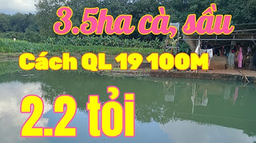 Vườn cà phê, sầu riêng 3.5ha 2.2 tỷ. Đất rẫy tây nguyên giá rẻ.