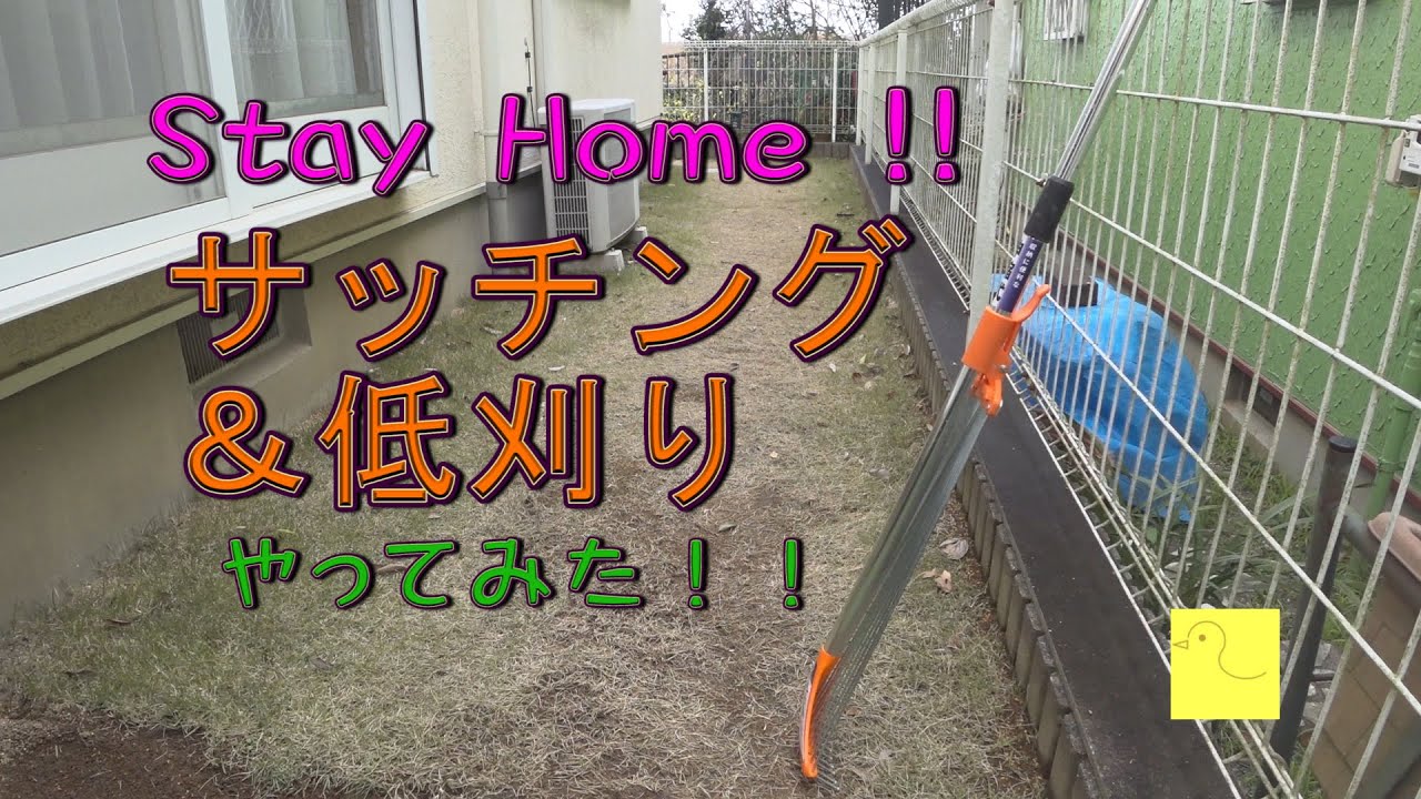 サッチング 低刈りやってみた 芝生 春の更新作業 Youtube
