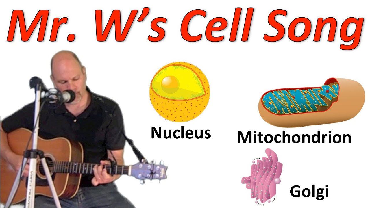 The Cell Song Learn the parts of cells by singing along with Mr W