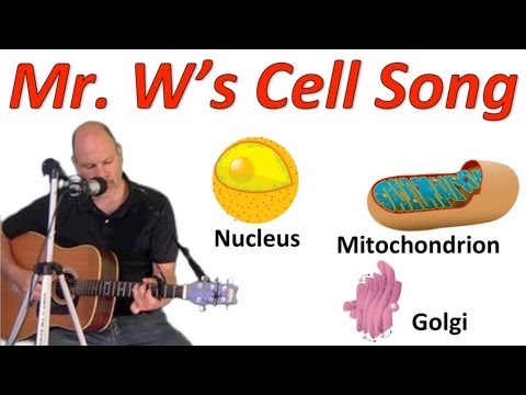 Video: Hoe is die struktuur van die mitochondria belangrik vir sellulêre respirasie?