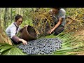 Harvesting palm fruits Goes to the market sell, Make a cage for pigeons, Vàng Hoa