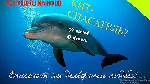 Спасают ли дельфины людей?