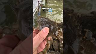 First soft shell crabs of the year!  👀🦀 #chesapeakebay #crabbing #bluecrab screenshot 5