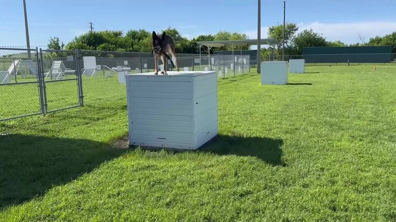 K-9 Saved by Heat Alarm System in Florida Patrol Truck | Life-Saving Tech Protects Deputies’ Dogs