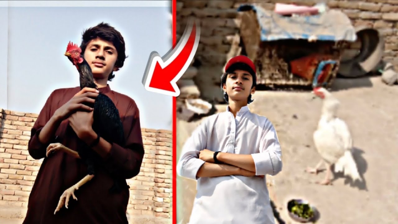 Baingan ko aseel setup😱 mein visit karvane lekar Aaye 🙈 #aseelmurga  #aseel 