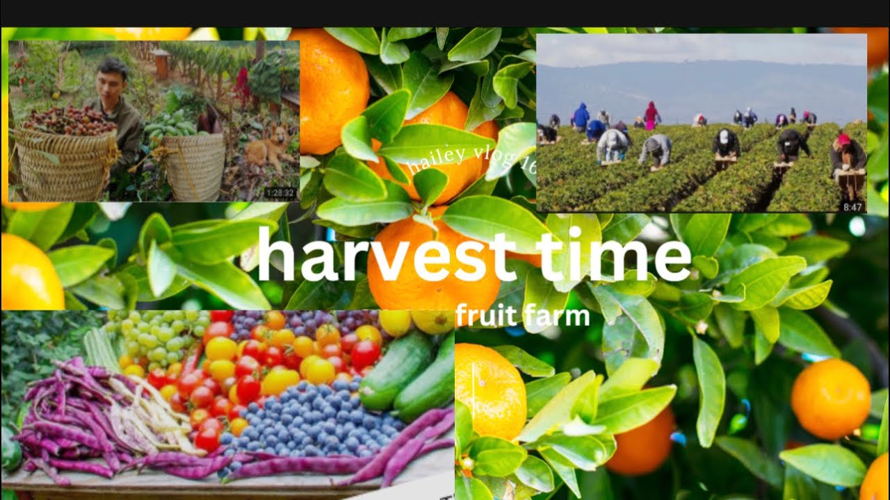 How American Farmers Harvest Thousands Of Tons Of Fruits And Vegetables ...