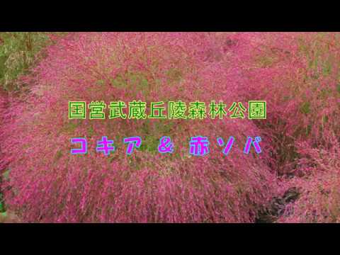 国営武蔵丘陵森林公園のコキア 赤ソバ Youtube 国営武蔵丘陵森林公園のコキア 赤ソバ Youtube