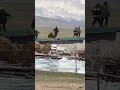 خنده خرس به نیرو انتظامی حمله کرده خنده خرس به نیرو انتظامی حمله کرده