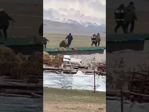 خنده خرس به نیرو انتظامی حمله کرده