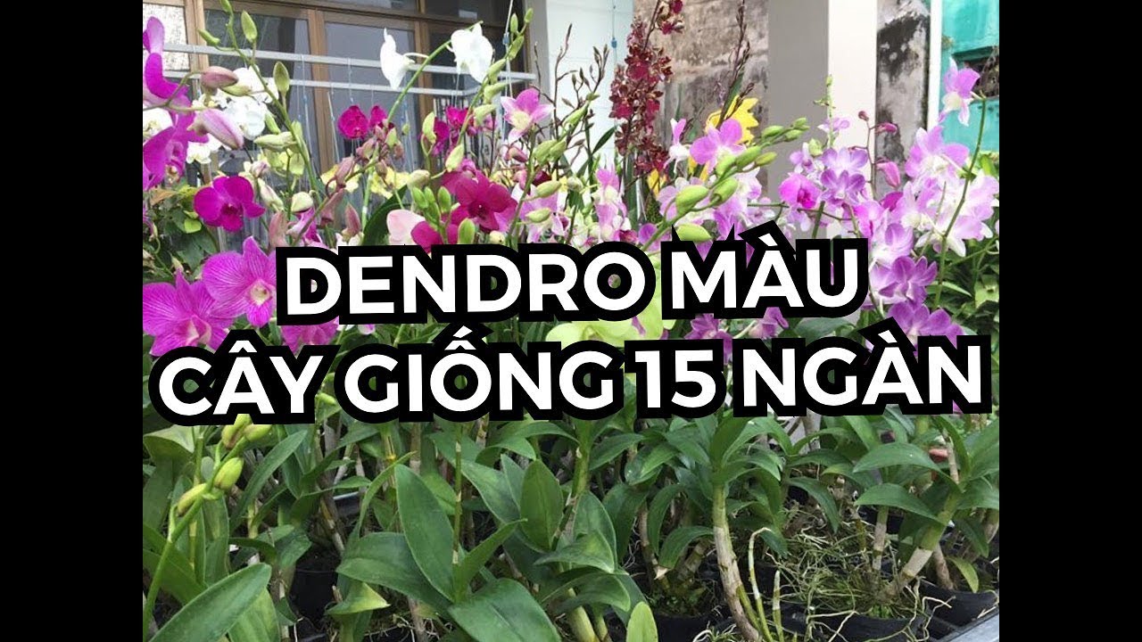 DENDRO MÀU SẮC TƯƠI SÁNG, CÂY GIỐNG GIÁ CHỈ 15 NGÀN |... - youtube