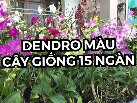 Video DENDRO MÀU SẮC TƯƠI SÁNG, CÂY GIỐNG GIÁ CHỈ 15 NGÀN |... - youtube