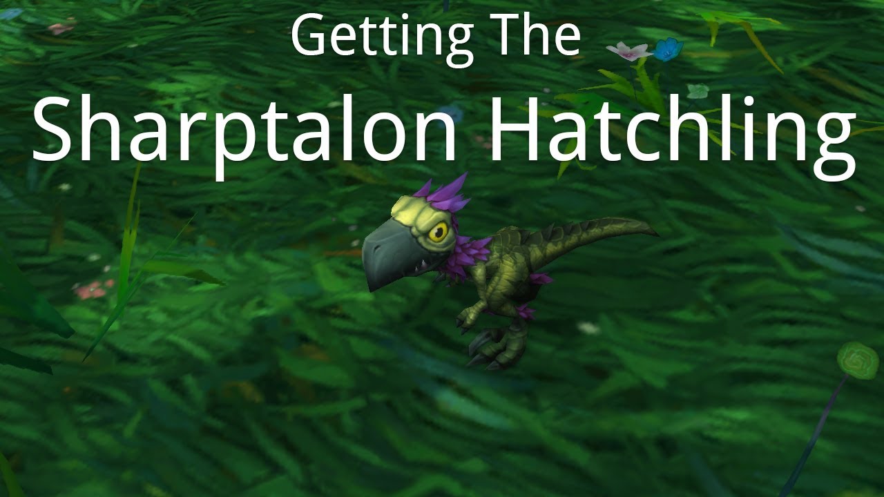 Orphaned Sharptalon Hatchling Pet Warcraft
