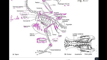 Bird and Marsupial Osteology