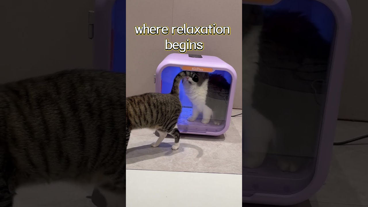 The secret to a happy,stress-free pet🛁💞