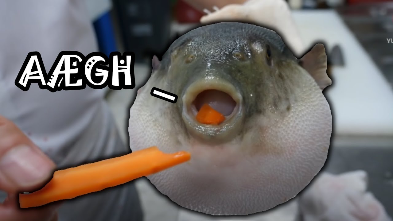 Pufferfish Eating Carrot Moan YouTube