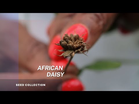Video: Growing Osteospermum: Kako se brinuti za afričke tratinčice