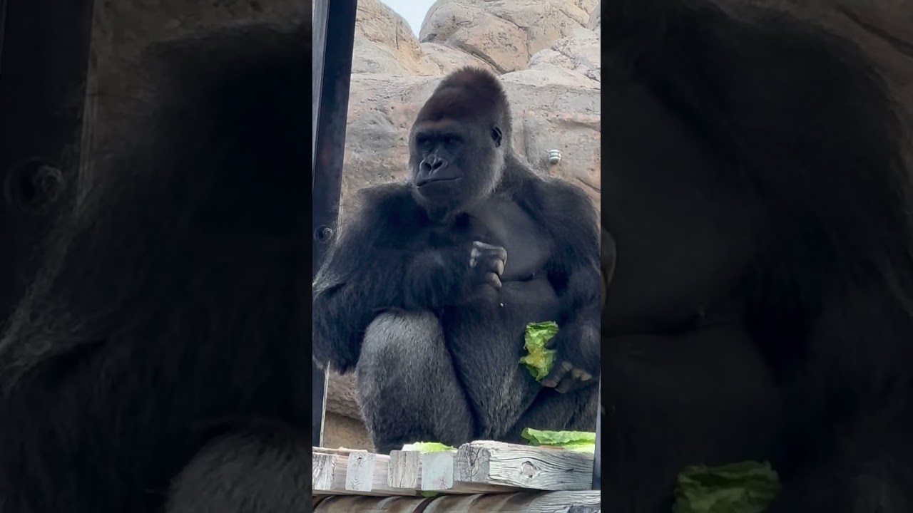 September 10, 2025 Western lowland gorillas having brunch 