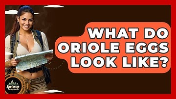 What Do Oriole Eggs Look Like? - Exploring Campgrounds