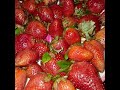 Fresh Strawberry 🍓 | Beautiful Red Strawberry VideoSweet Strawberry Fruit | Fresh &amp; Juicy Strawberry