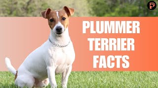 Plummer Terrier Dog Breed: Amazing facts You Need To Know About This Terrier