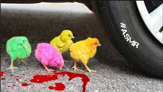 AYAM LUCU WARNA WARNI vs MOBIL || EKSPERIMEN MOBIL VS MAKANAN VS MAINAN ANAK-ANAK #ASMR