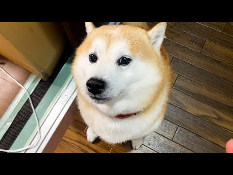 柴犬が好き 柴犬 #shibainu #柴犬大好き #柴犬が好きな人と繋がりたい