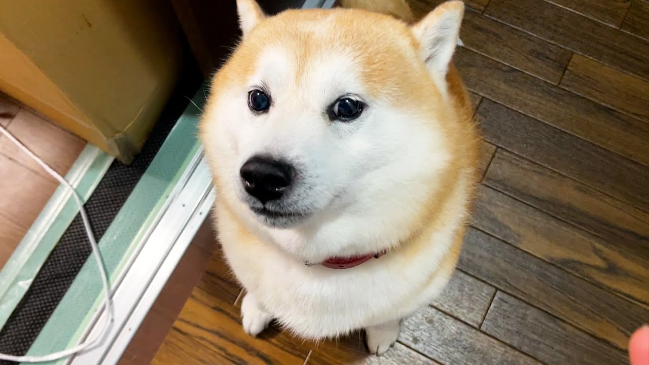 柴イヌ 楽天市場】ｼﾊﾞ | 柴犬 シバ QB029 赤柴 シバ犬 仔犬 173cm102cm
