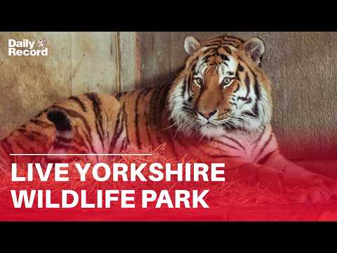 LIVE | Yorkshire Wildlife Park after man killed in tiger attack